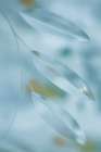 USA, Washington State, Seabeck. Abstract of leaves in pale blue. Abstract Art Print